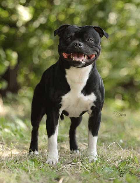 staffordshire bull terrier